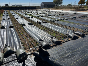 Sandbags Securing Landscape Fabric in Field