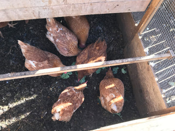 How to Make Your Own Compost Using a Composting Chicken Coop
