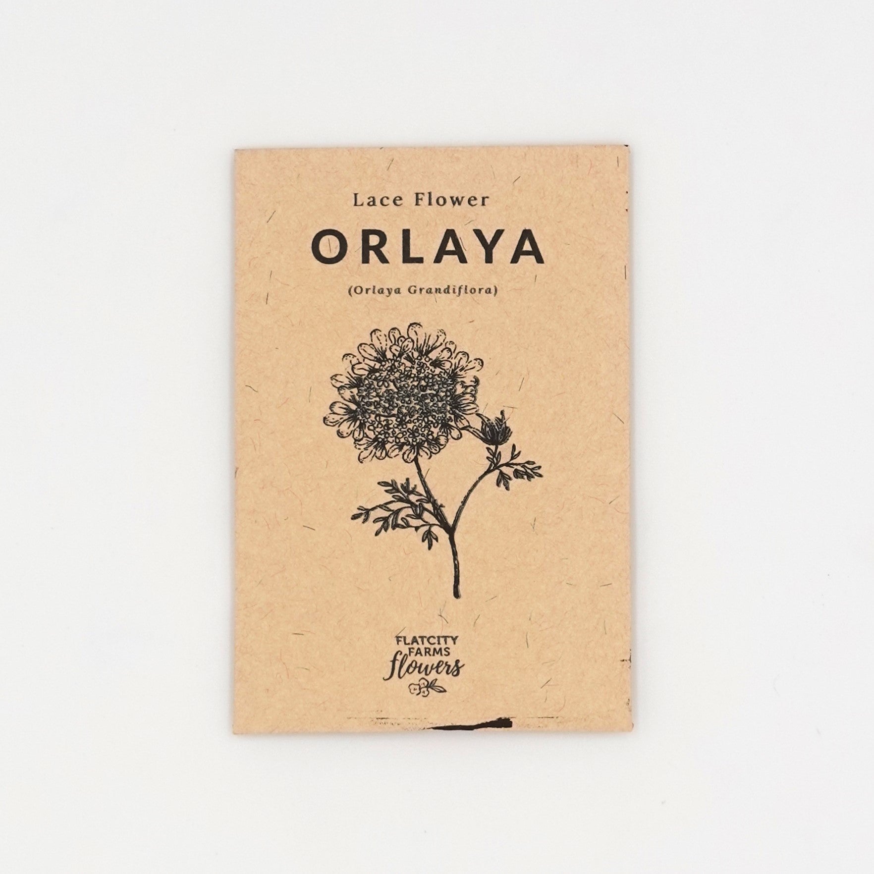 Orlaya Seed Packet